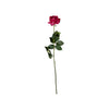 Rose Dutchess (III)