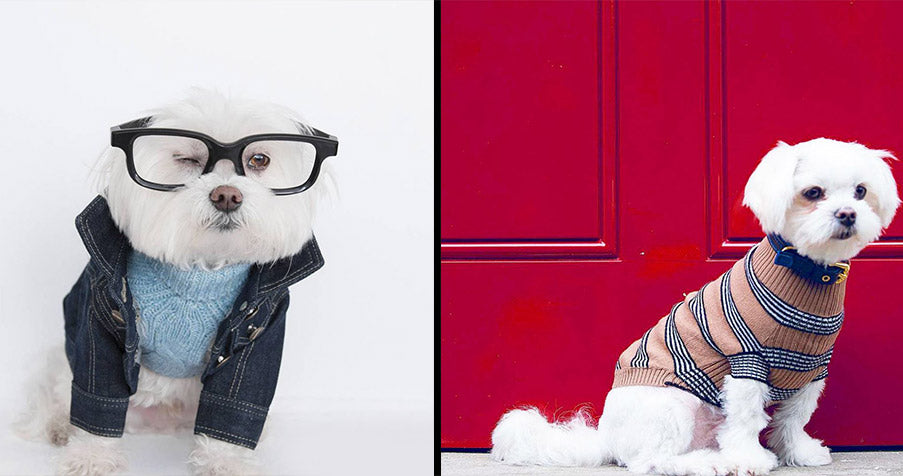 “Dog fashion & Designer Dog Clothes" – TOP 10 BRANDS