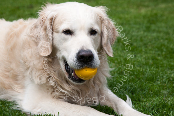 Planet Dog Orbee Tuff Nook Review, Tough Dog Toys | Barks & Bunnies UK