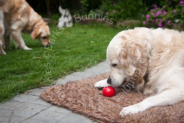 Planet Dog Orbee Tuff Nook Review, Tough Dog Toys | Barks & Bunnies UK
