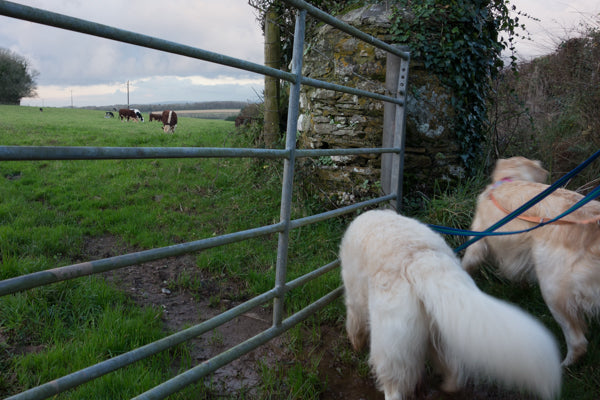 Golden Retrievers look at field of cows | Barks & Bunnies
