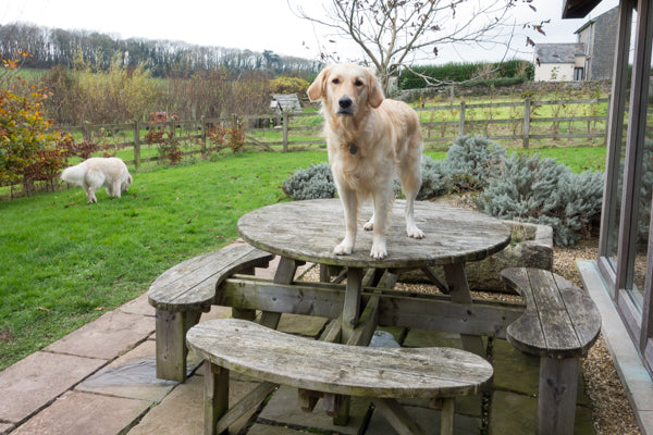 Golden retriever dog standing on table in garden | Barks & Bunnies