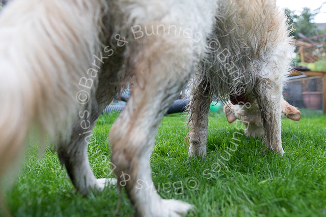 Henry Wag Microfibre Super Absorbent Dog Towel Review | Barks & Bunnies