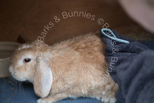 Henry Wag Microfibre Pet Towel Review with Rabbits | Barks & Bunnies