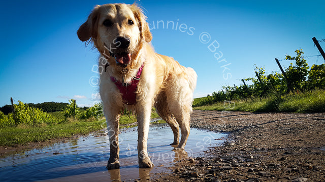 Henry Wag Microfibre Super Absorbent Dog Towel Review | Barks & Bunnies