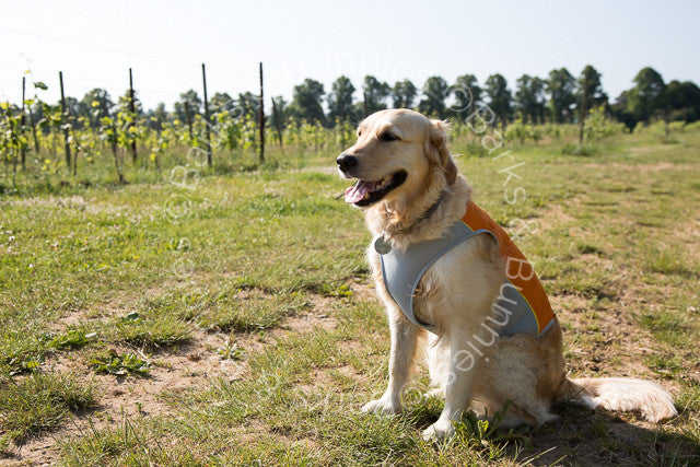 Ruffwear Jet Stream Cooling Vest Review Salamander Orange, Dog Cooling Coat | Barks & Bunnies