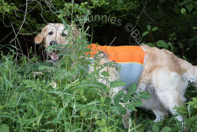 Ruffwear Jet Stream Cooling Vest Review Salamander Orange, Dog Cooling Coat | Barks & Bunnies