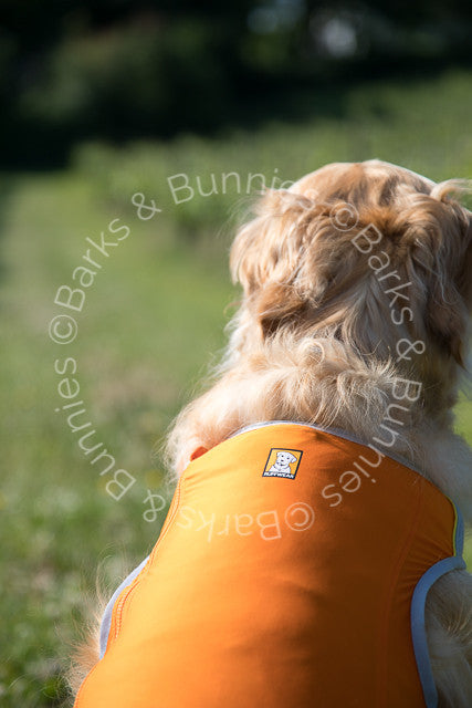 Ruffwear Jet Stream Cooling Vest Review Salamander Orange, Dog Cooling Coat | Barks & Bunnies