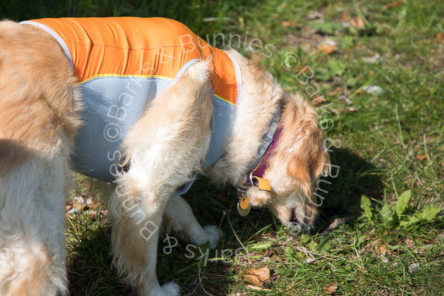 Ruffwear Jet Stream Cooling Vest Review Salamander Orange, Dog Cooling Coat | Barks & Bunnies