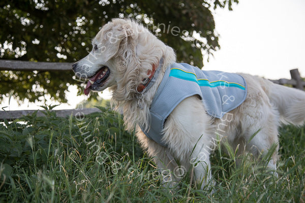 Ruffwear Swamp Cooler Review 2017, Dog Cooling Coat | Barks & Bunnies