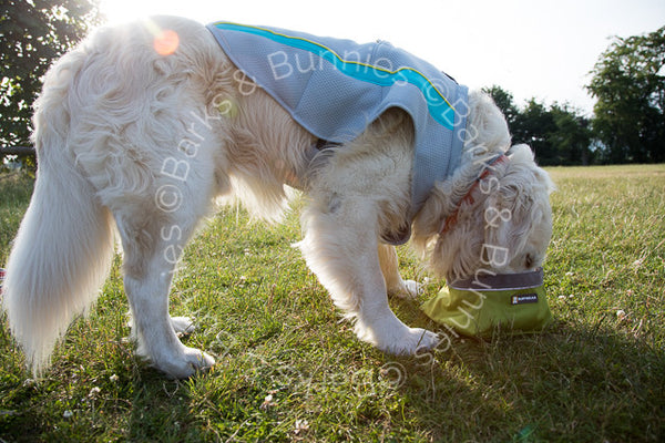 Ruffwear Swamp Cooler Review 2017, Dog Cooling Coat | Barks & Bunnies