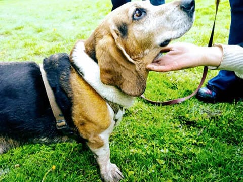 A senior dog with arthritis dog is massaged by its owner to help relieve the joint pain.