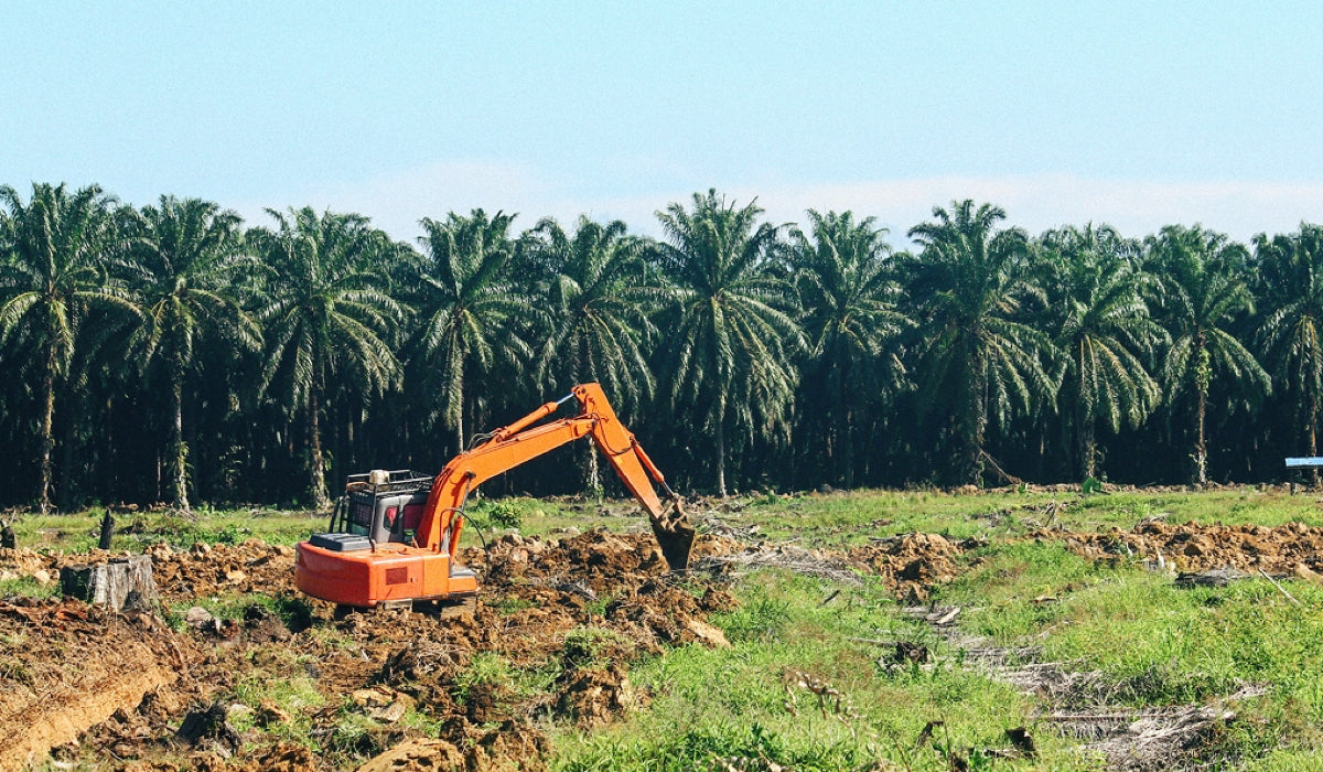 Blogpost Palmöl Problem in Kosmetik - Plantage