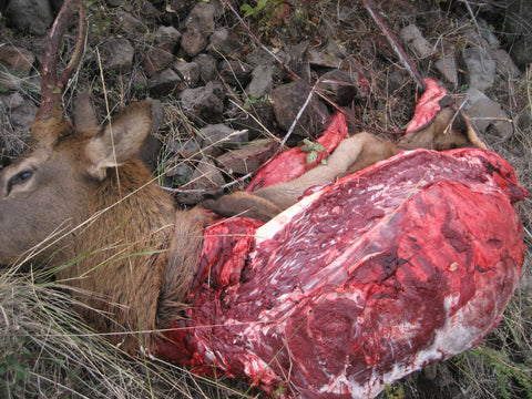 Opposite shoulder of elk