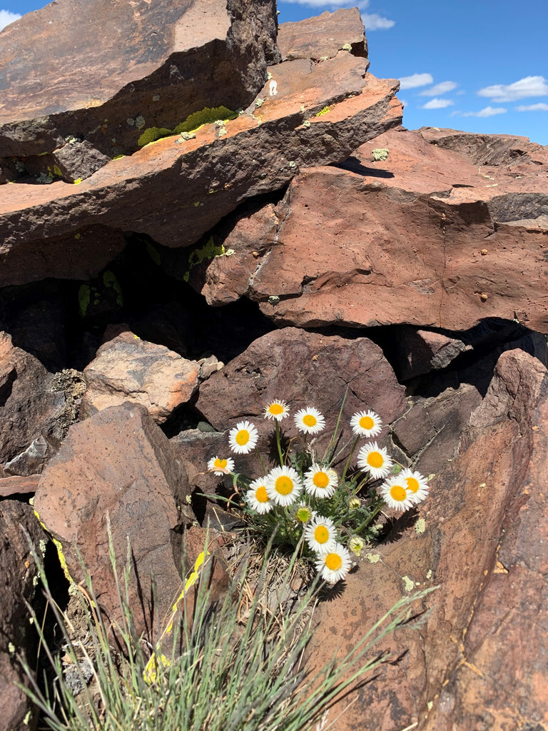 High Desert Flowers