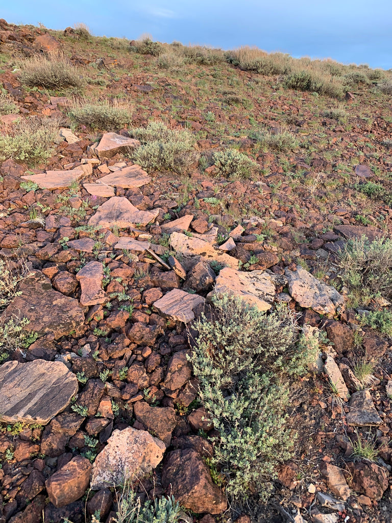 Sagebrush and rock