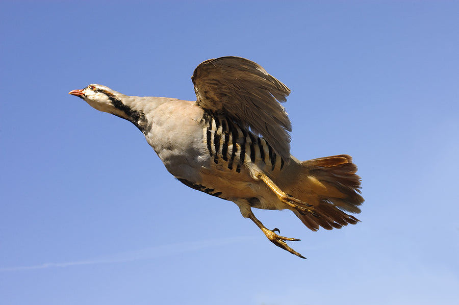 Chukar in flight