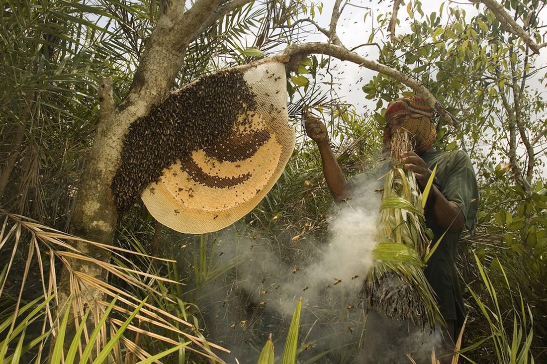 Raw Honey | Pure Honey WWW.WAYANADEN.COM