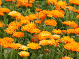 Calendula 金盞花