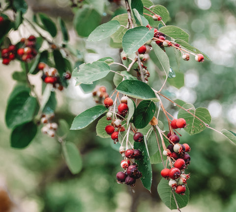 Elderberry