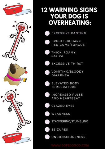 12 warning signs your dog is overheating