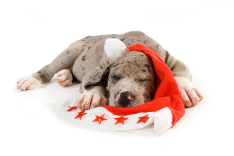 puppy great dane sleeping christmas