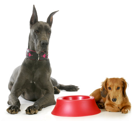 dachshund and great dane eating