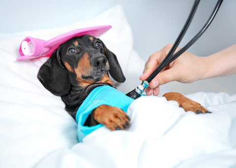 pup’s health Checkup - Dope Dog Co.