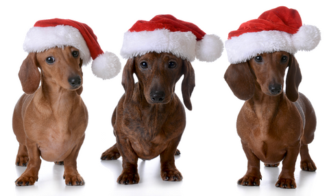 dachshunds in santa hats
