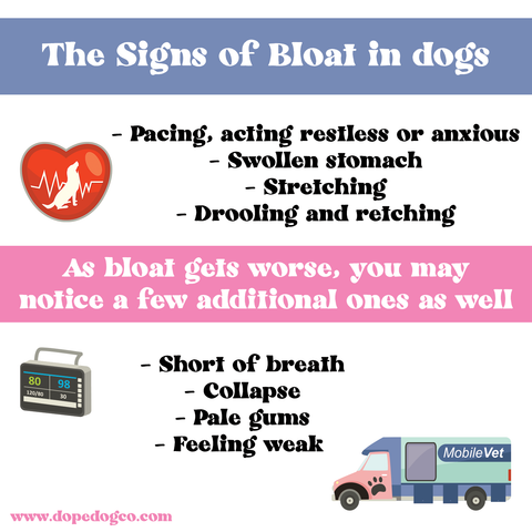 The Signs of Bloat in Dogs