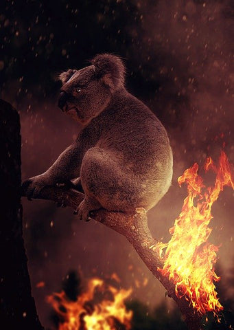 Koala Australia