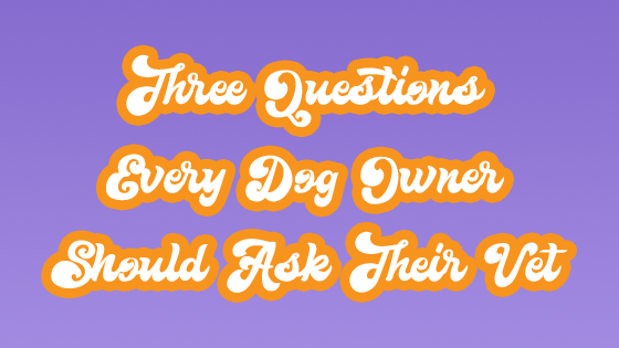 Three questions every dog owner should ask 