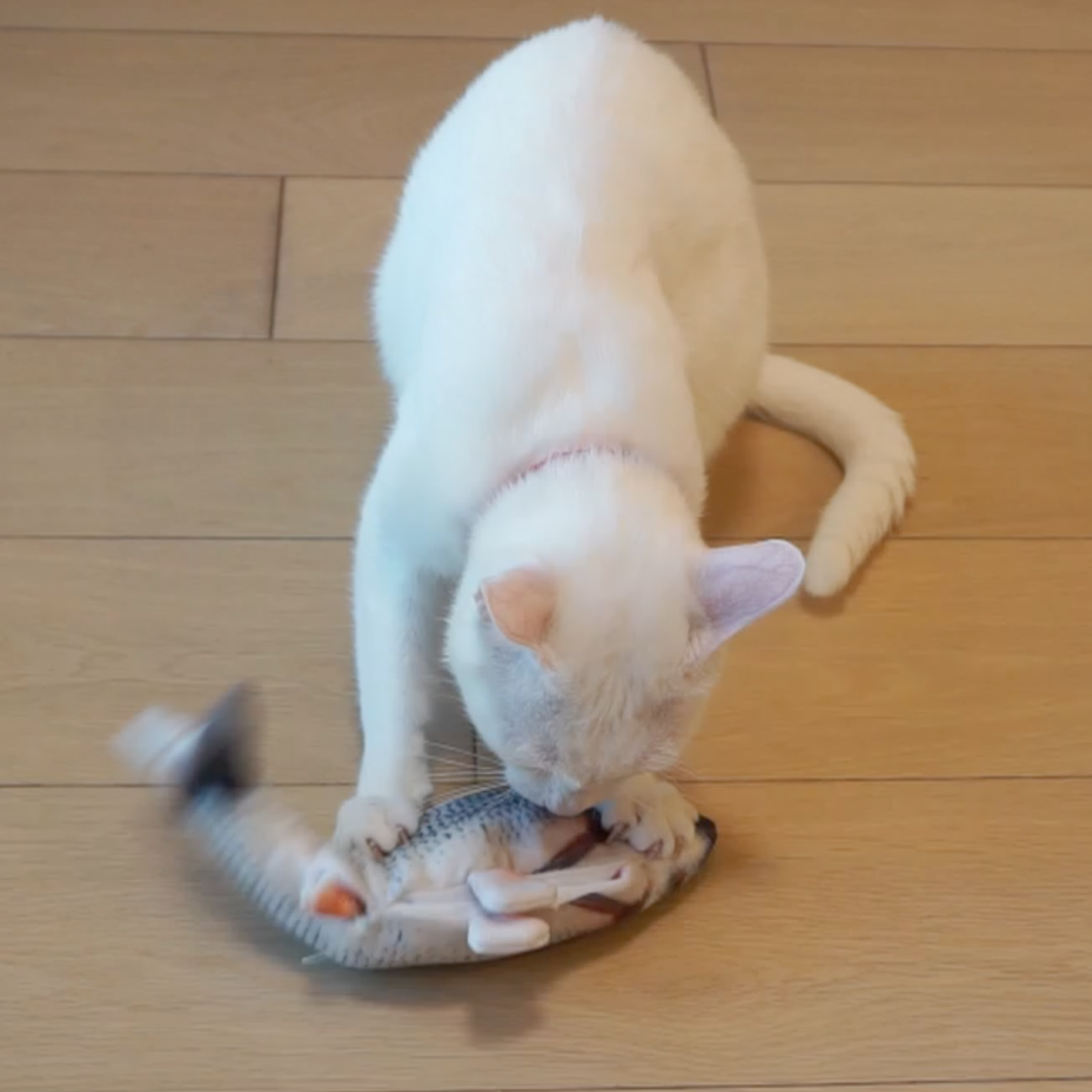 fish catnip kicker toy