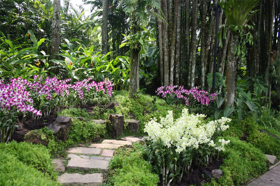 Travel Singapore Orchid Garden