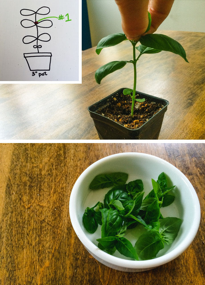 What are some tips for pruning basil?