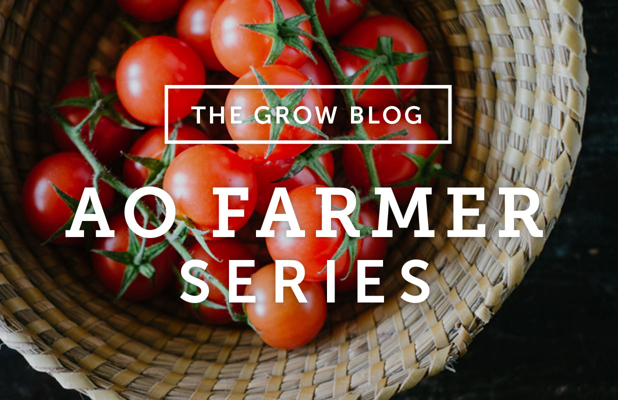 AO Farmer Series: Pruning & Trellising Tomatoes