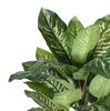Dieffenbachia Bush