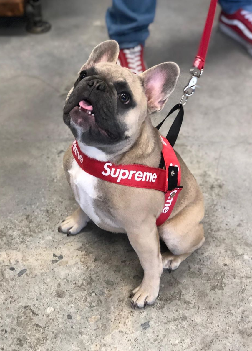 supreme dog collar and leash