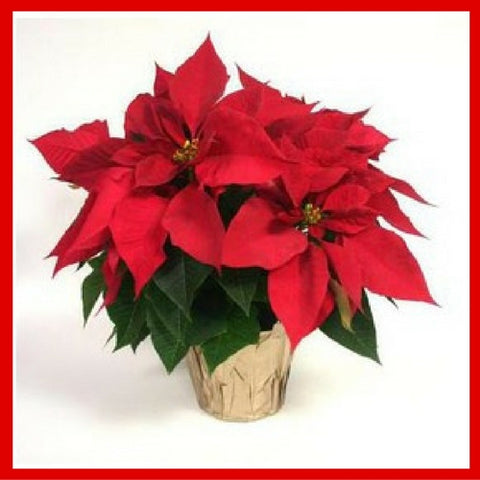 Christmas poinsettia