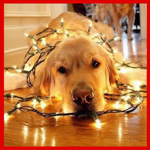dog and Christmas lights