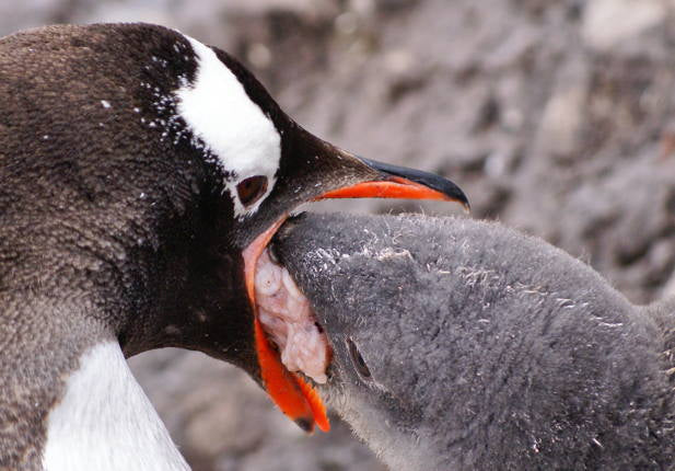 Penguin parent feeding child.