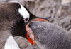 Penguin parent feeding baby penguin.