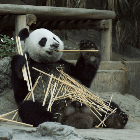 Panda se goinfrant de bambou