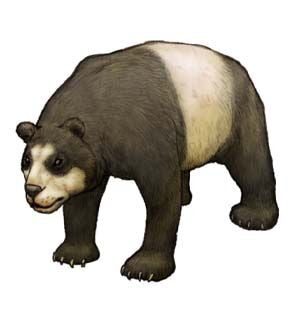 Photo de l'Ailurarctos, l'ancêtre du panda géant