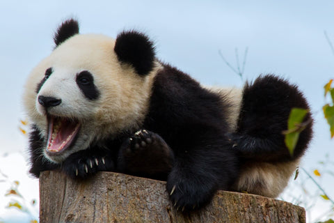 bebe panda qui crie