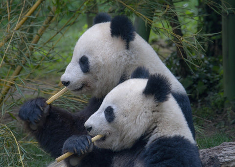 deux pandas qui mangent du bambou