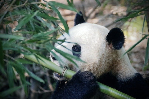panda qui mange du bambou