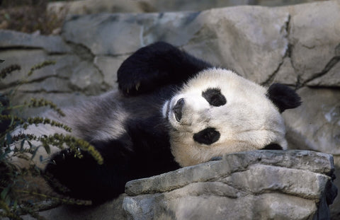 panda allonge
