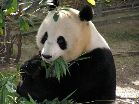 un panda qui mange du bambou