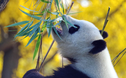 un panda qui mange une pousse de bambou